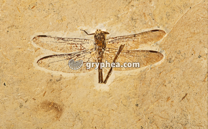 Insecte fossile (Libellule) Albien-Aptien, Brésil - gryphea.com